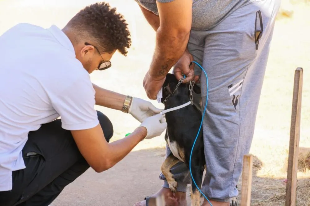 Plano de Ação intensifica proteção de cães e prevenção da leishmaniose em Palmas